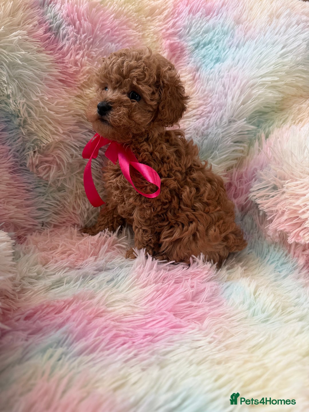 Toy Poodle dogs for sale: Adorable toy 🧸 poodle ✨ - Advert 9