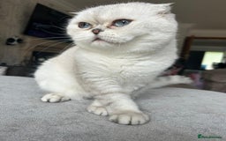 Scottish Fold cats for sale: TICA Active Queen  - Image 2