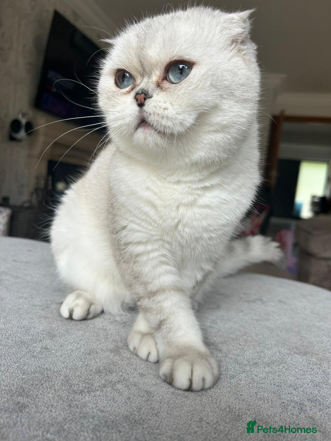 Scottish Fold cats for sale: TICA Active Queen  - Image 2
