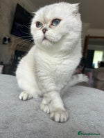 Scottish Fold cats - Advert 14