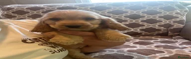 Cocker Spaniel 5