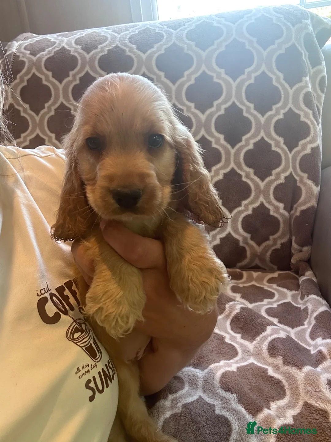 Cocker Spaniel dogs for sale: Kc reg health tested show cocker spaniels  - Advert 32
