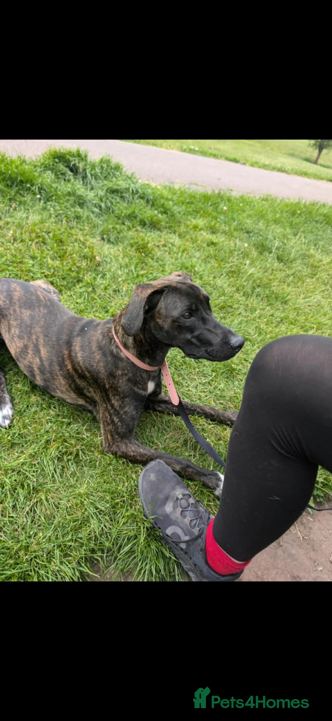 Mixed Breed dogs for sale: Belgian malinois cross greyhound  in Nottingham - Advert 2