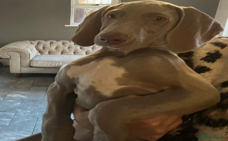 Weimaraner dogs - Advert 1