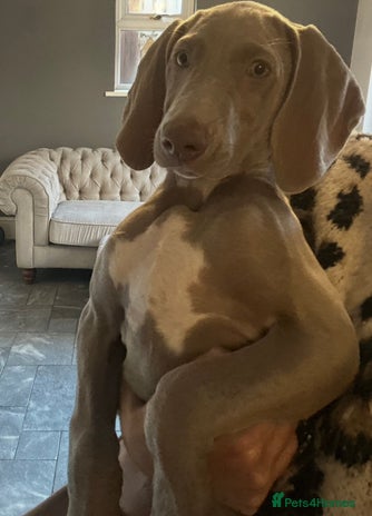 Weimaraner dogs - Advert 2