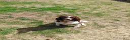 Sprocker dogs for sale: Sprocker spaniel puppies in Dudley - Advert 1