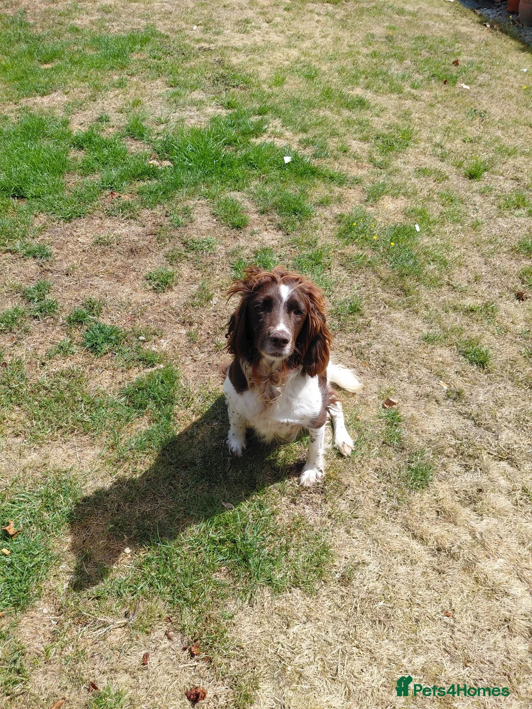 Sprocker dogs for sale: Sprocker spaniel puppies in Dudley - Advert 1