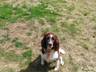 Sprocker dogs Sprocker spaniel puppies - Advert 1
