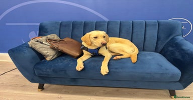 Labrador Retriever dogs - Advert 13