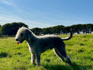 Bedlington Terrier dogs - Advert 19