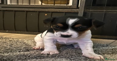 Jack Russell dogs - Advert 1