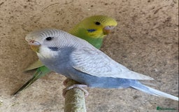 Budgerigars birds for sale: Beautiful Budgies - Image 24