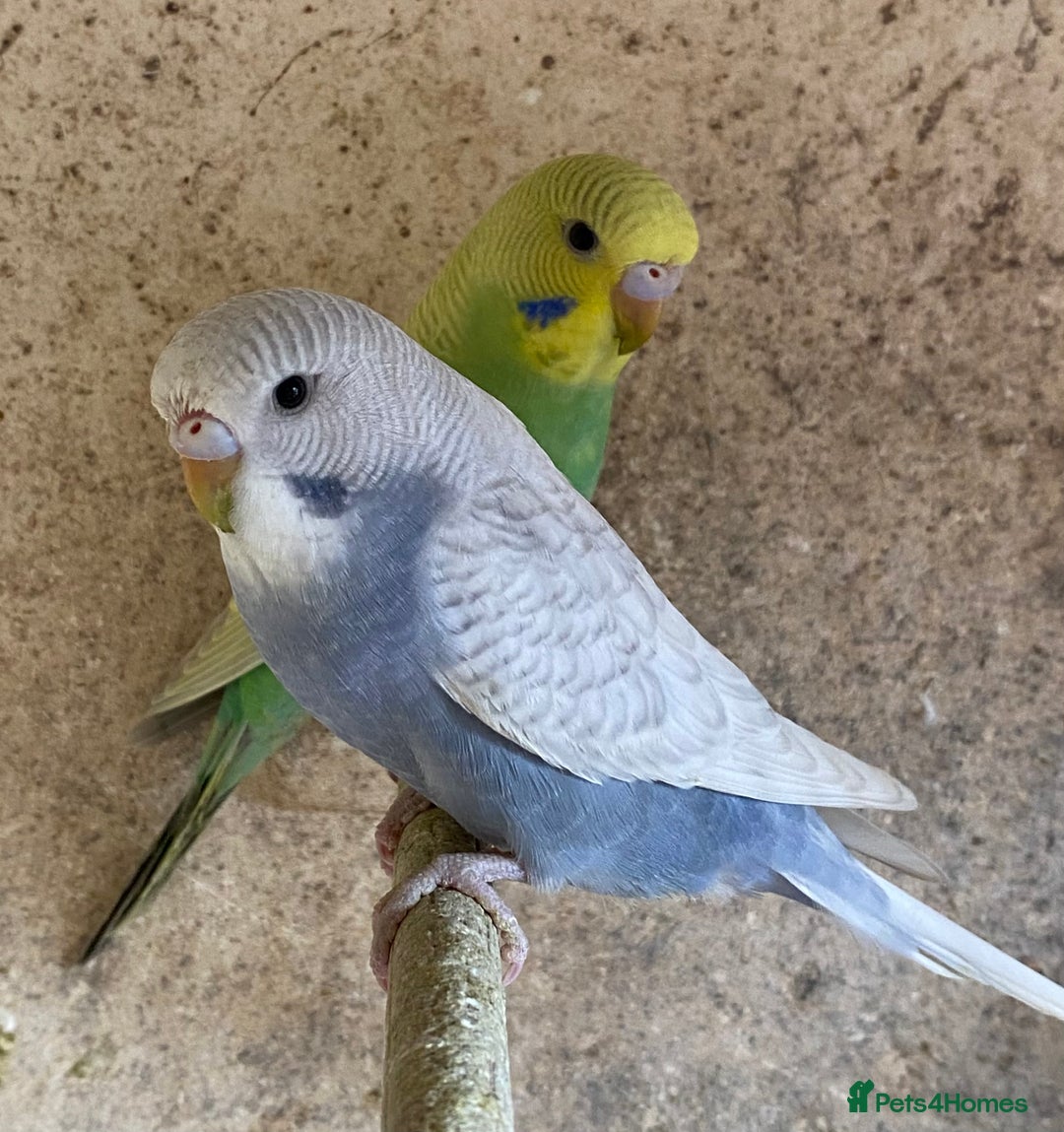 Budgerigars birds for sale: Beautiful Budgies - Image 24