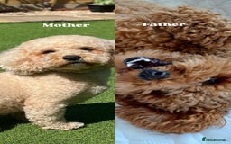Cavapoochon dogs for sale: Adorable Cavapochoon Puppies - Image 5