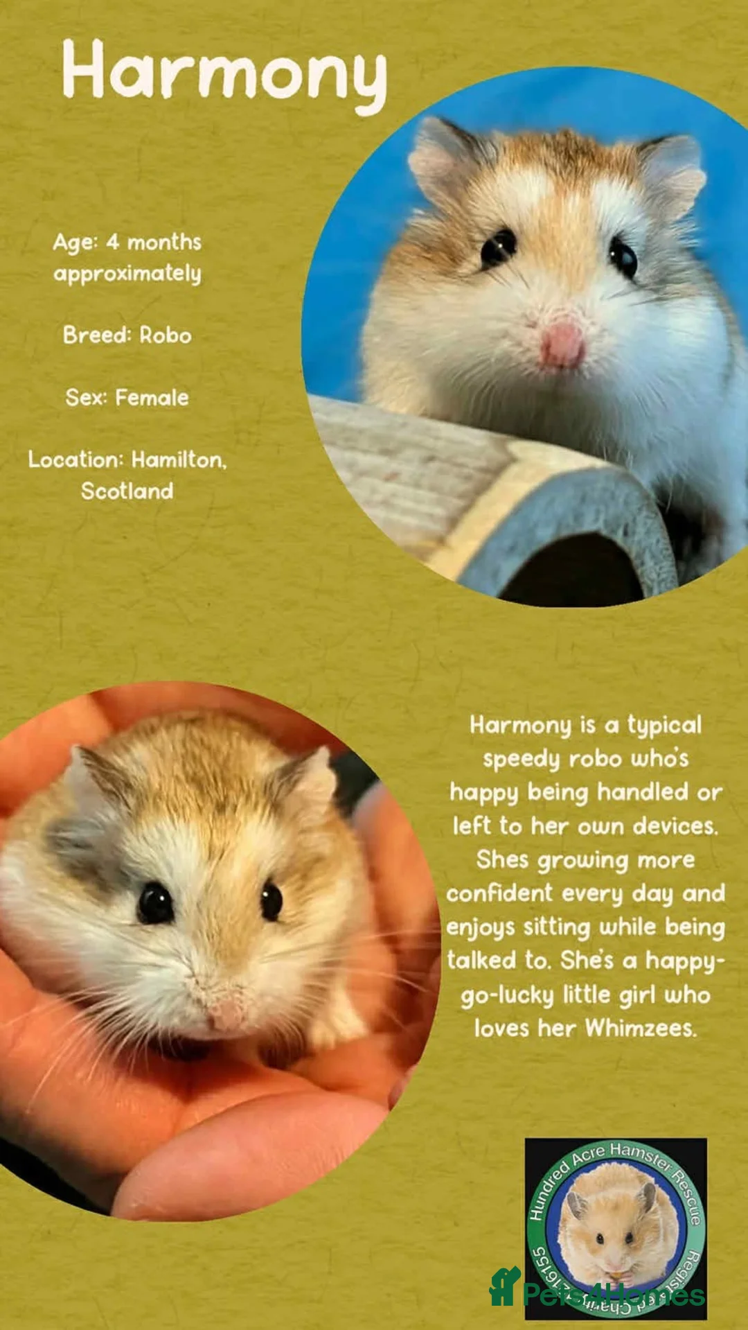 Hamster rodents for sale: Hamsters for adoption  - Advert 2