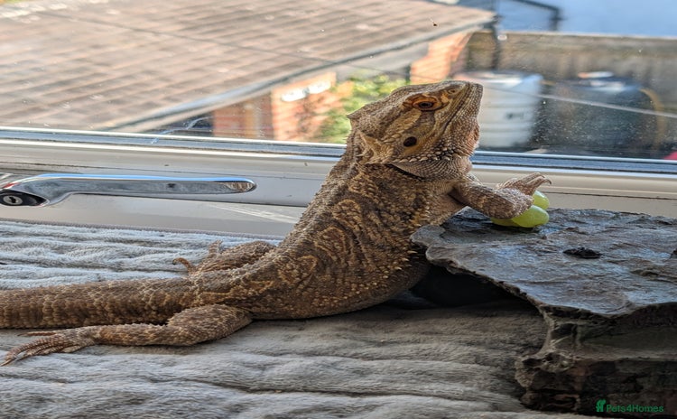 Bearded Dragon reptiles - Advert 1