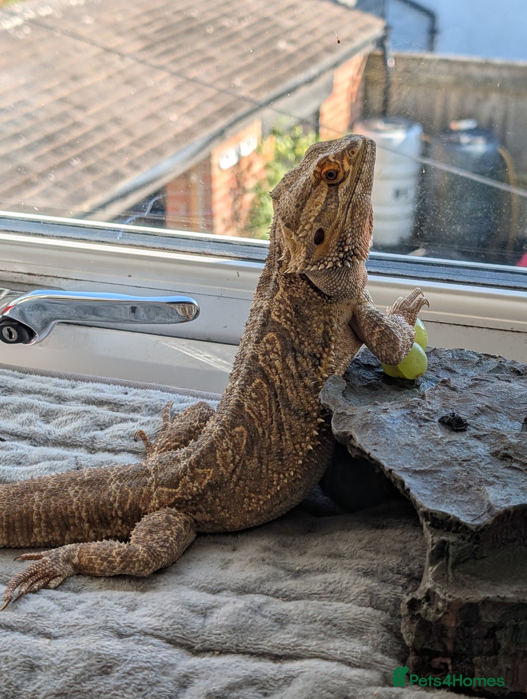 Bearded Dragon reptiles for sale: Dash the magic dragon up for adoption - Image 1