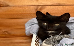 British Longhair cats for sale: 3 female kittens available  - Image 3