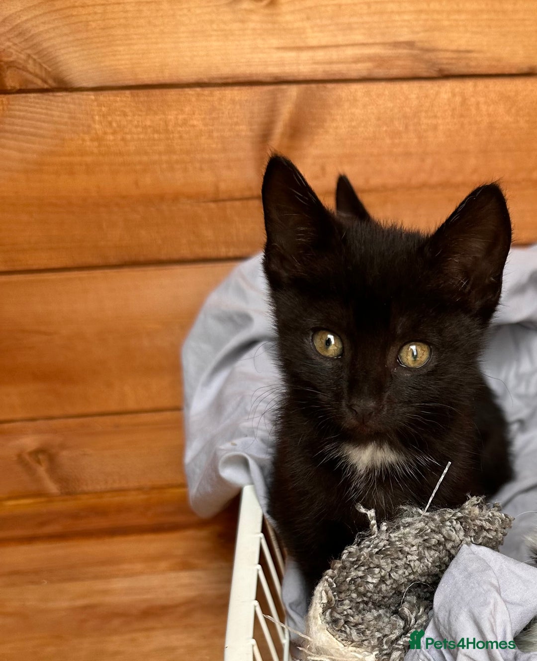 British Longhair cats for sale: 3 female kittens available  - Image 3