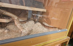 Corn Snake reptiles for sale: Red/orange corn snake and vivarium  - Image 5