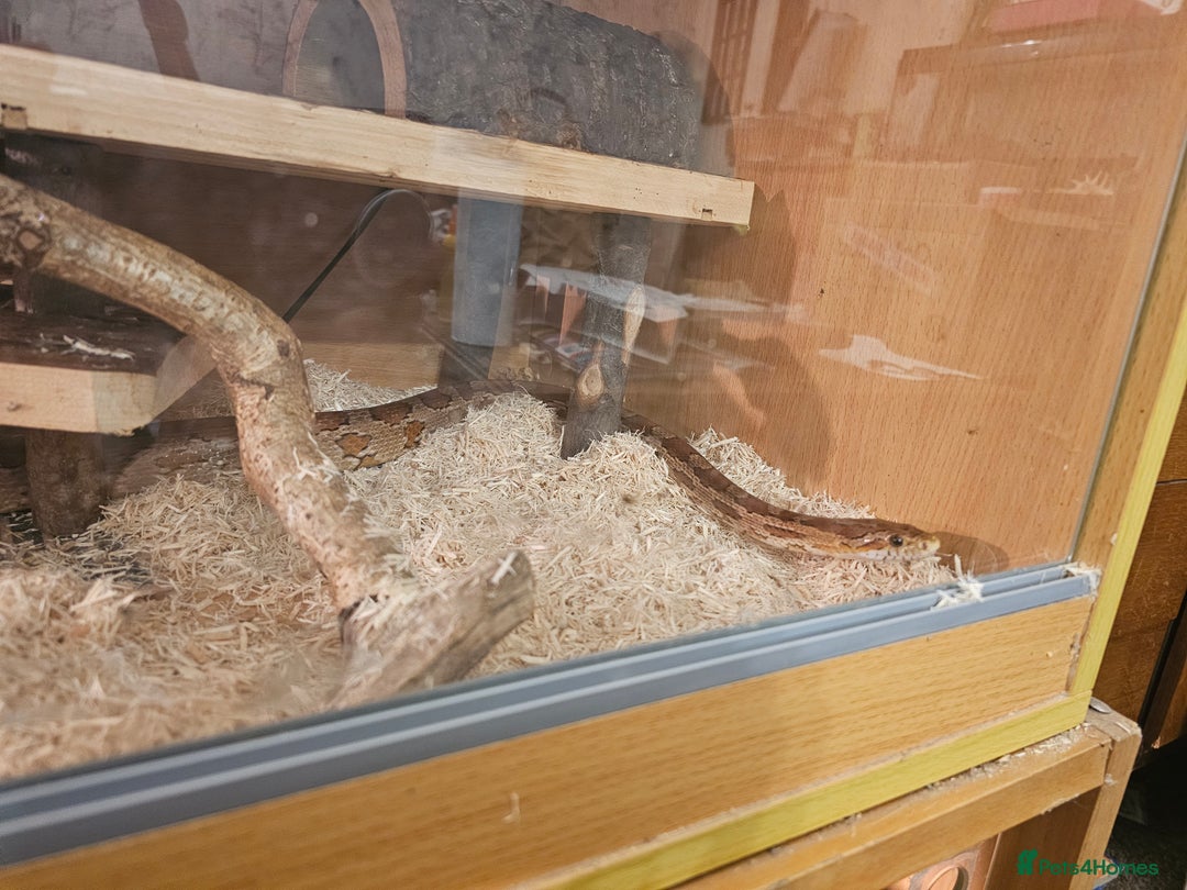 Corn Snake reptiles for sale: Red/orange corn snake and vivarium  - Image 5