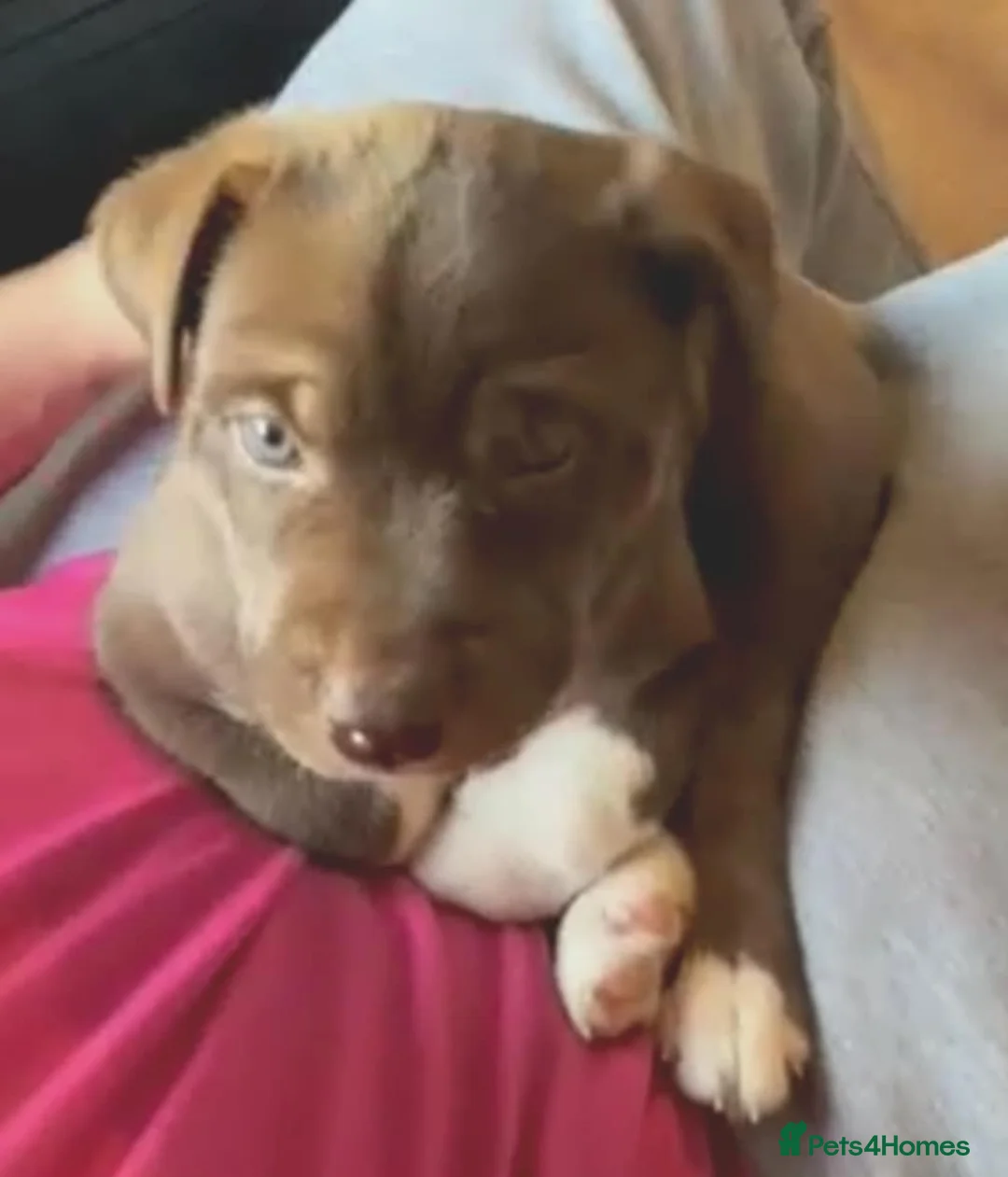 Mixed Breed dogs for sale: Pocket bulldog  Siberian husky x pocket pitskys - Advert 11