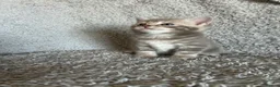 British Shorthair cats for sale: NORWEGIAN FOREST CAT X BRITISH SHORTHAIR KITTENS  - Advert 6