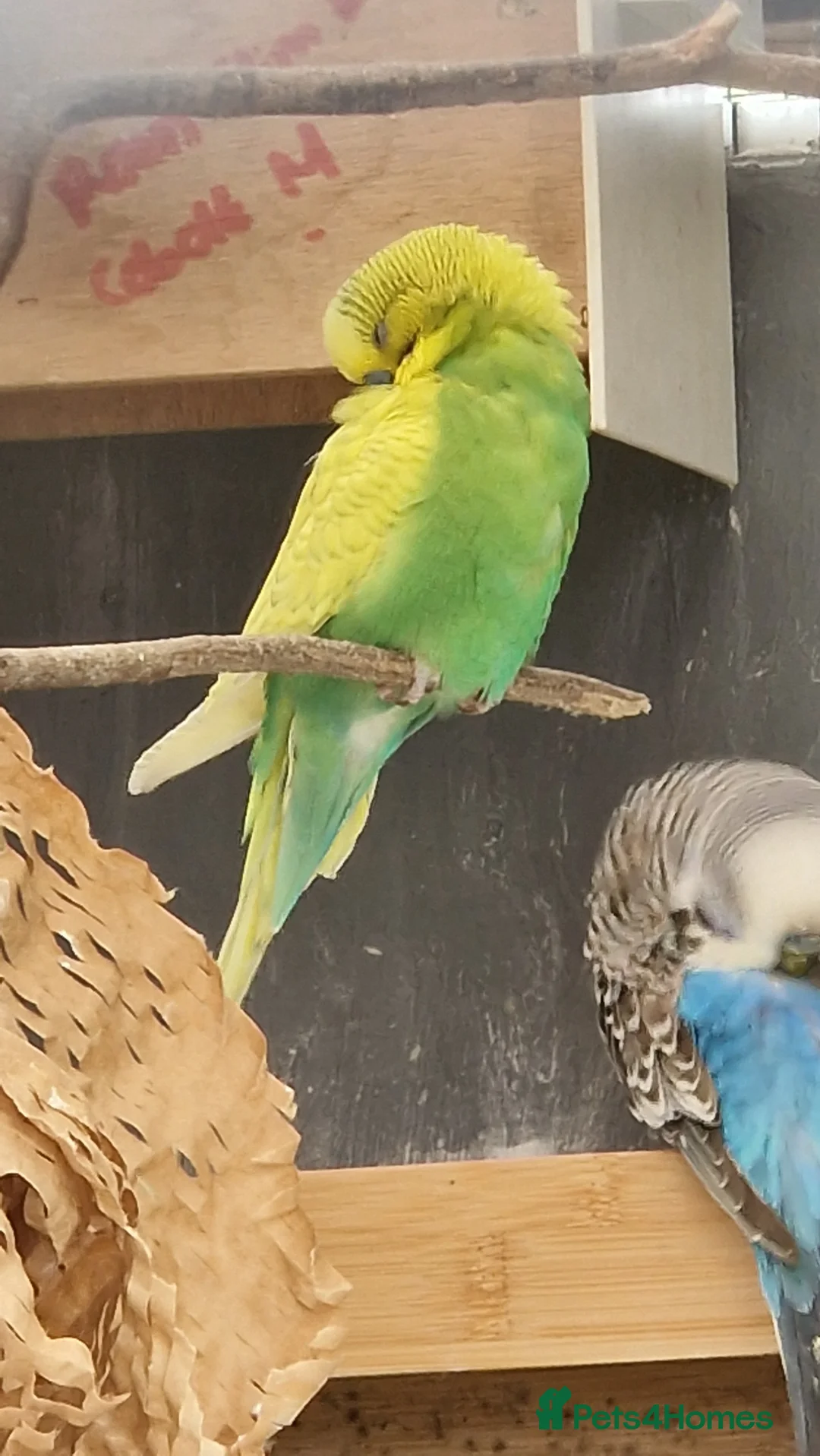 Budgerigars birds for sale: 1 male 1 female budgie for sale - Advert 7