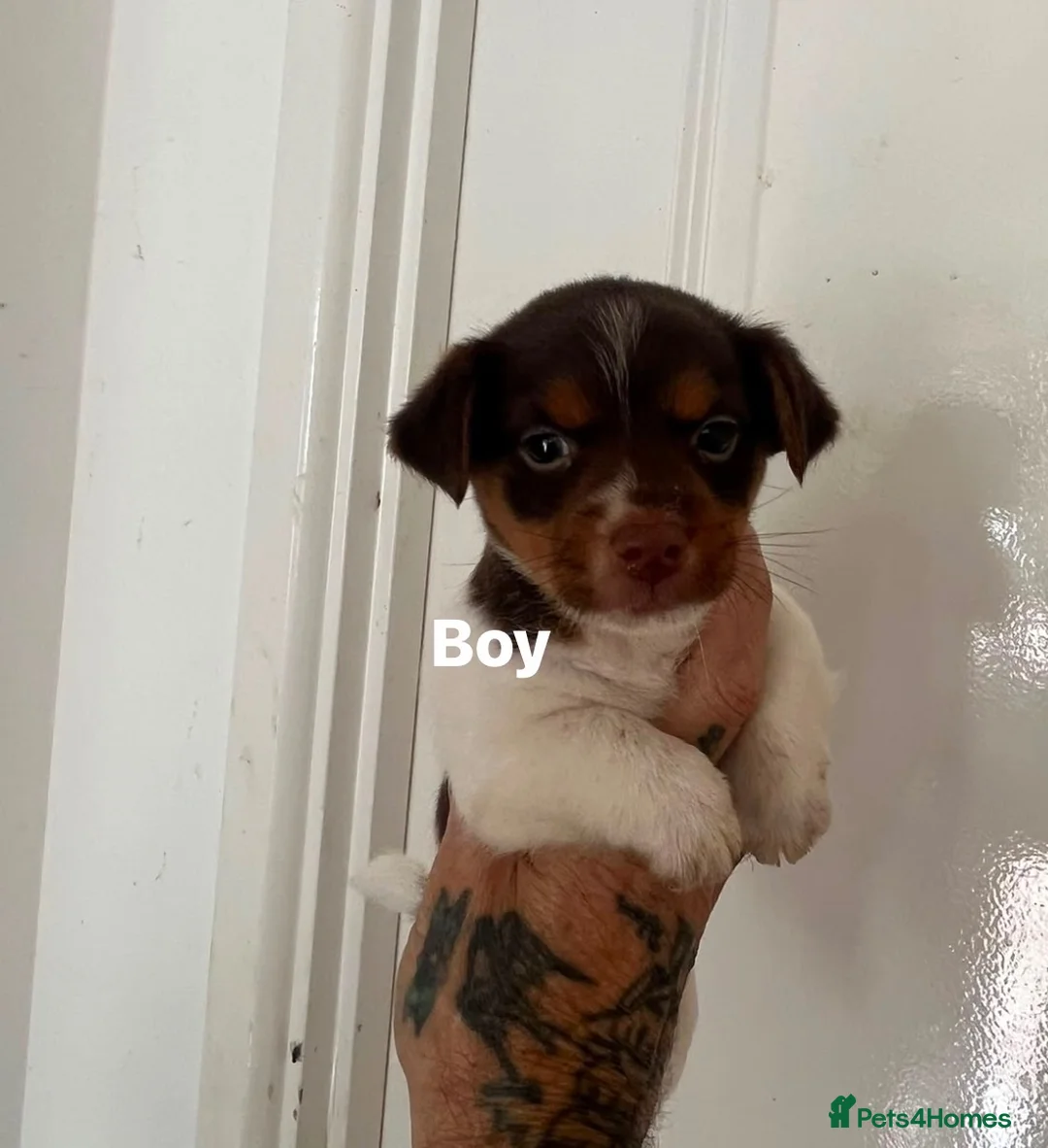Jack Russell dogs for sale: Male Jack Russell ready to leave  - Advert 2