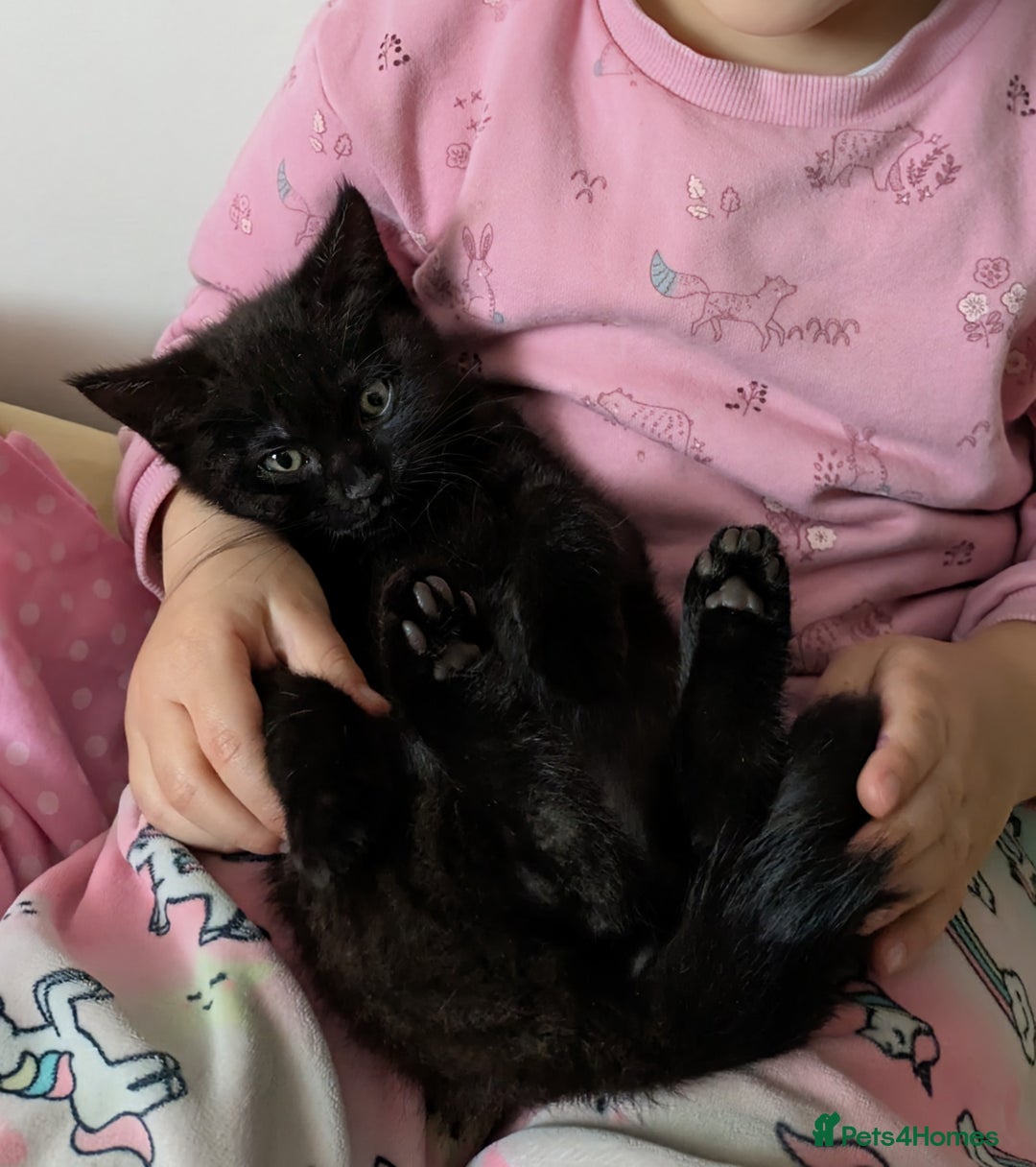 Bengal cats for sale: Melanistic Black Bengal Female Kitten - Image 5