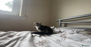 Snowshoe cats - Advert 5