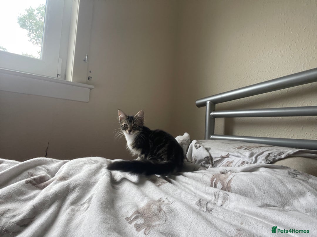 Snowshoe cats for sale: Snowshoe cross kittens for sale - Image 2