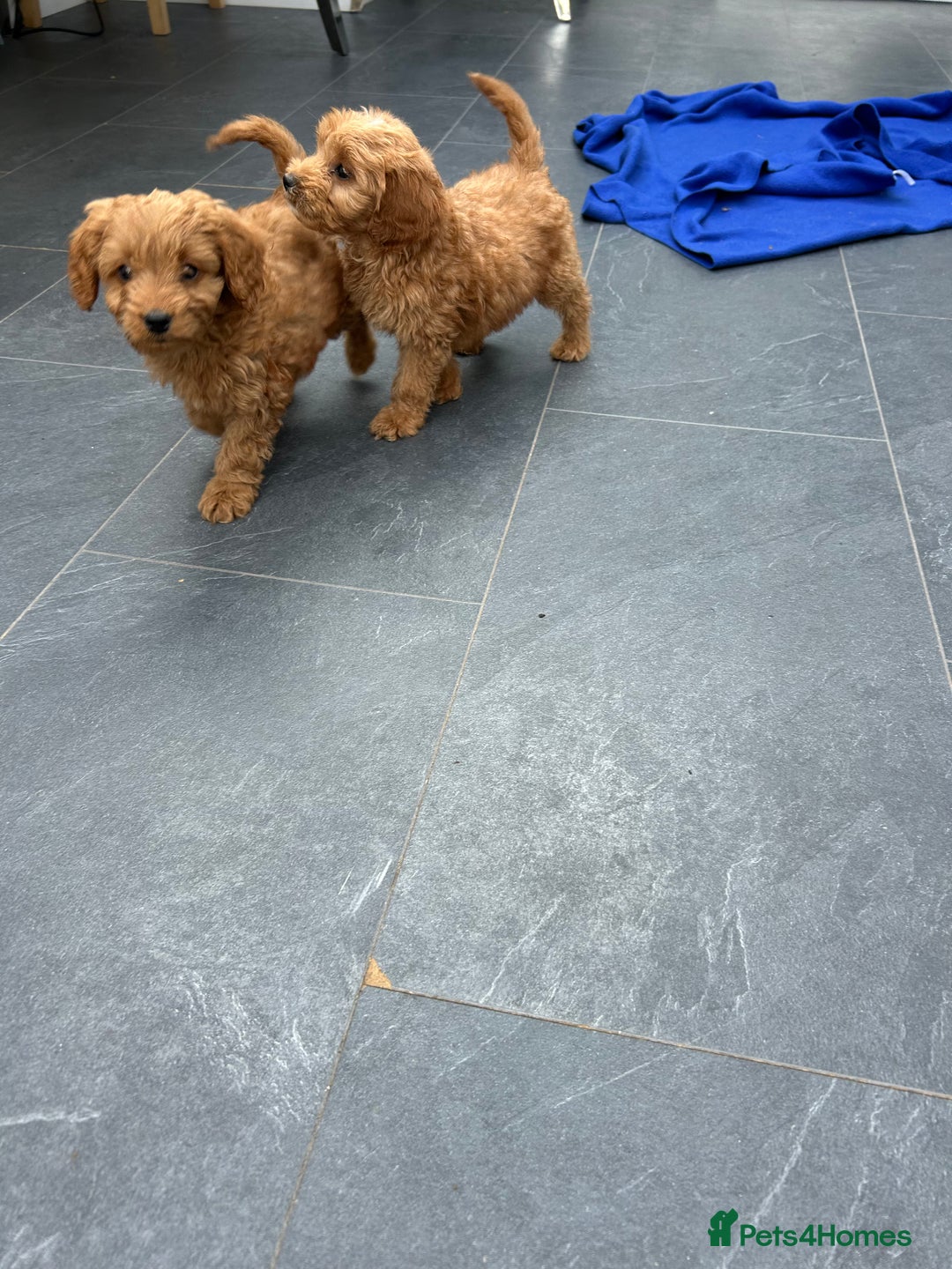 Cockapoo dogs for sale: Cockapoos  - Image 5