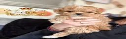Toy Poodle dogs for stud: 👑 One-in-a-Million red Asian Toy Poodle Stud 👑 - Advert 7