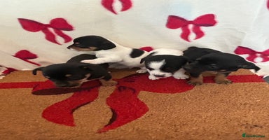 Jack Russell dogs - Advert 9