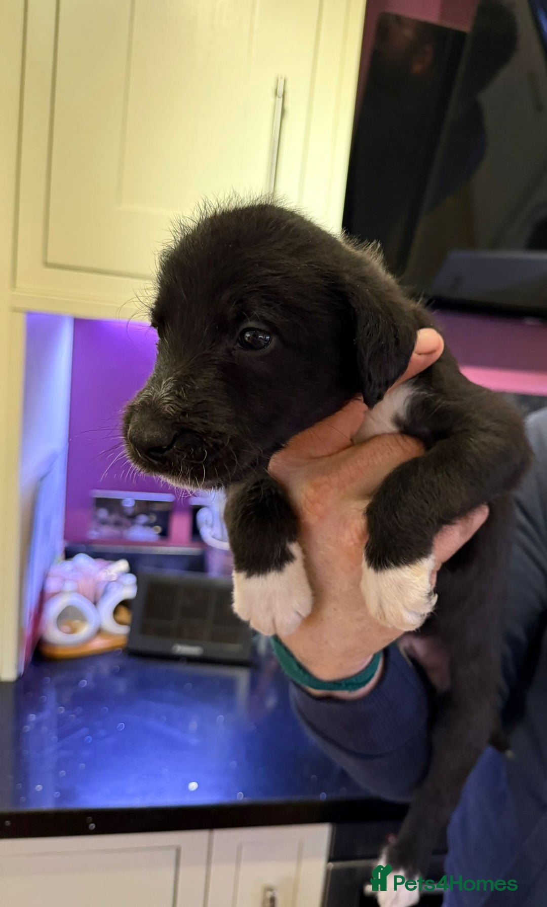 Lurcher dogs for sale: Bedlington lurcher puppies - Advert 4