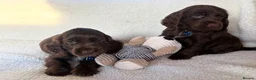 Cocker Spaniel dogs for sale: Show type cocker spaniels in Ipswich - Advert 3