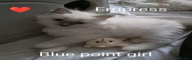 Ragdoll Kitten 5