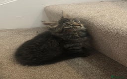 Mixed Breed cats for sale: Gorgeous Tabby Girl Kittens Ready  - Image 13