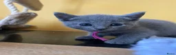 Russian Blue cats for sale: TICA REGISTERED Pure Breed Russian Blue Kittens - Advert 12
