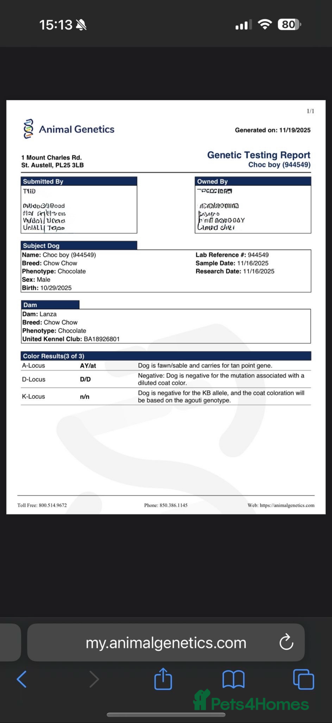 Chow Chow dogs for sale: Beautiful chow litter KC registered 🧬💜🍫 - Advert 5