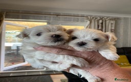 Maltese dogs for sale: Beautiful Maltese Puppies  - Image 7