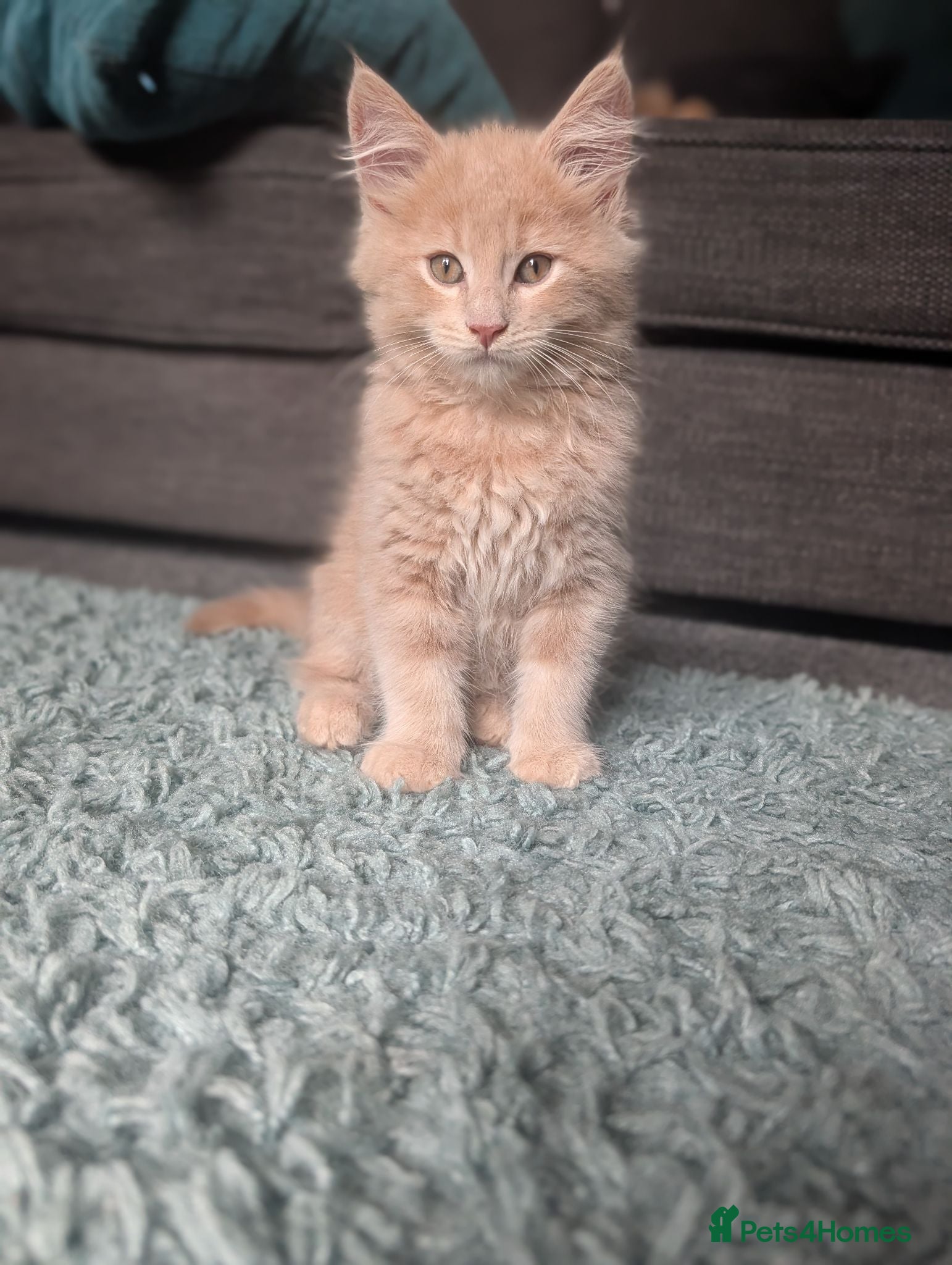 Maine Coon cats Maine Coon Kittens  - Advert 8