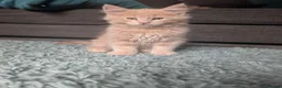 Maine Coon cats for sale: Maine Coon Kittens  - Advert 1