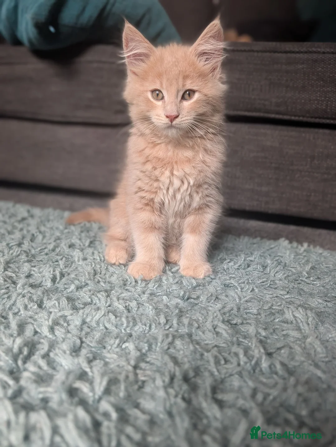 Maine Coon cats for sale: Maine Coon Kittens  - Advert 1