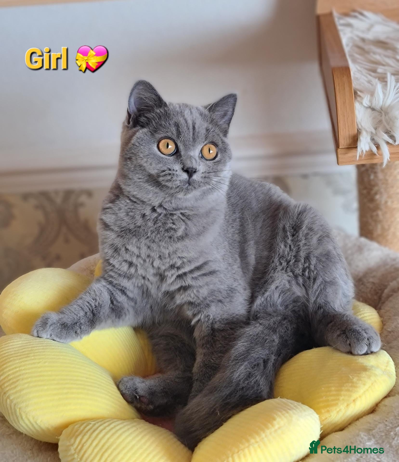 British Shorthair cats GCCF,Full vaccination BSH kittens  - Advert 2