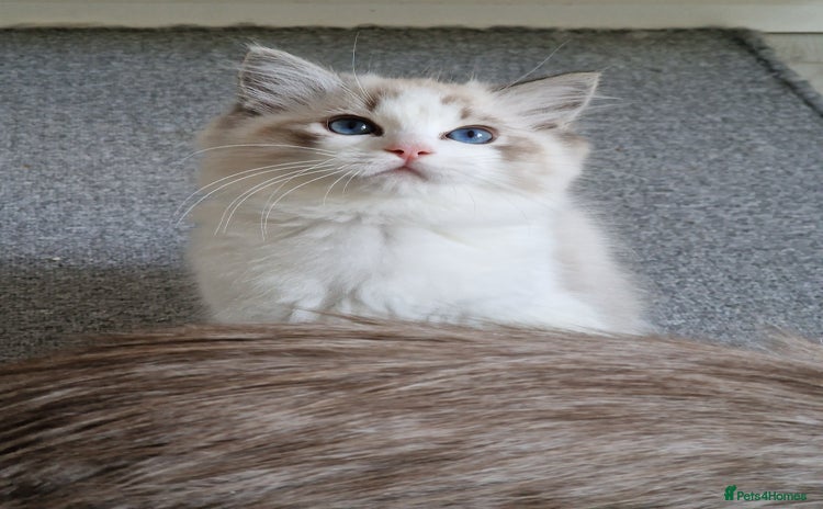 Ragdoll cats - Advert 8