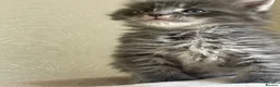 Maine Coon cats for sale: Maine Coon boy  - Advert 7