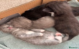 Mixed Breed cats for sale: 4 beautiful kittens ready now - Image 14