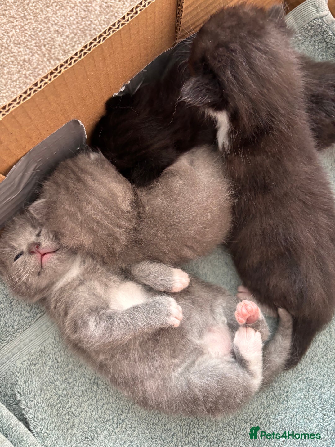 Mixed Breed cats for sale: 4 beautiful kittens ready now - Image 14